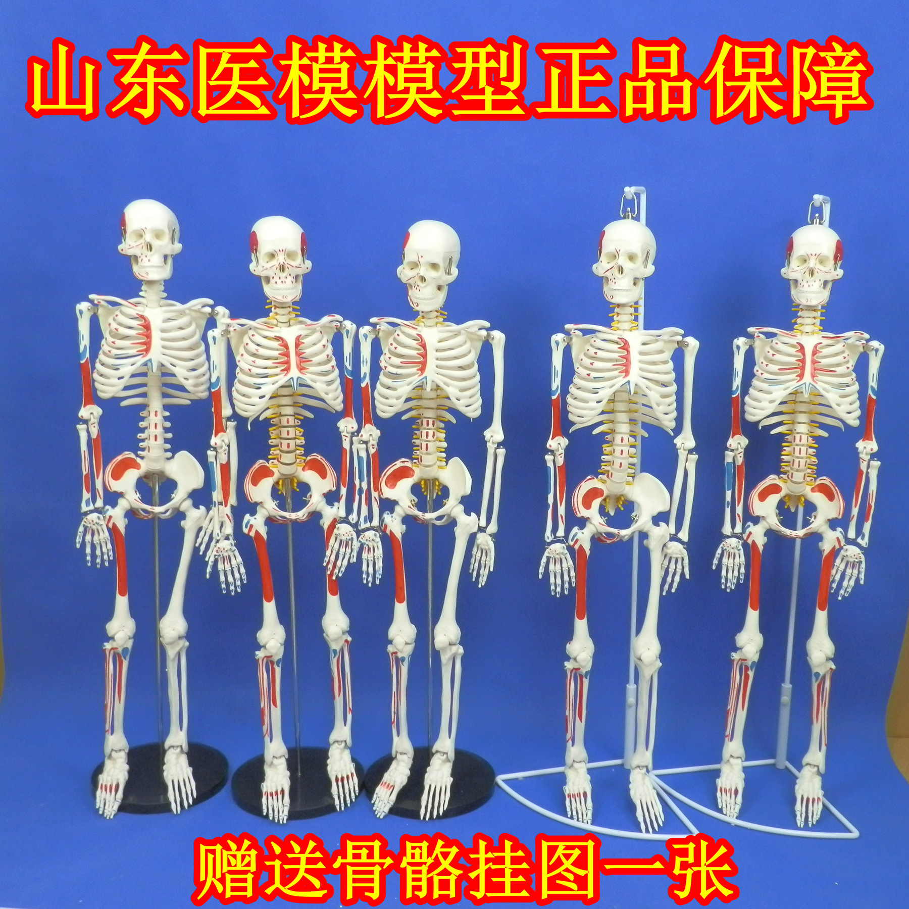 骨架模型45cm85cm人体骨骼模型全身脊椎骨骼脊柱模型人体骨架模型