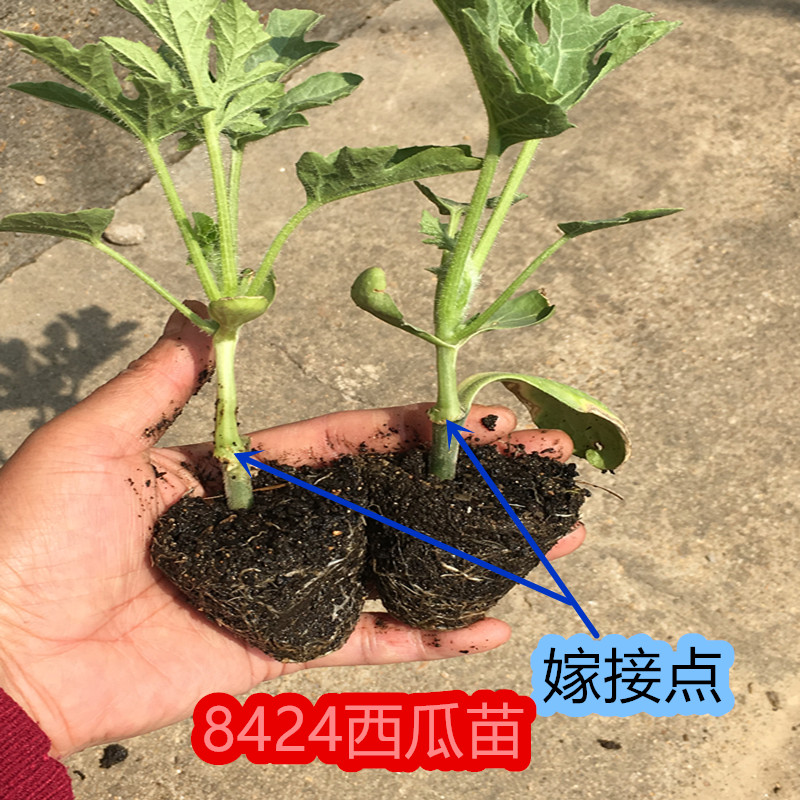 嫁接8428西瓜苗 巨型西瓜懒汉特大西瓜嫁接西瓜苗四季