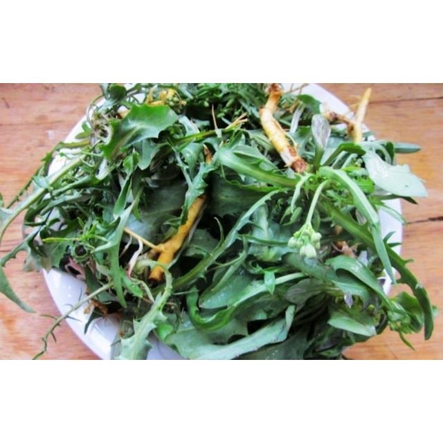 苦菜种子1000粒苦苣菜好品种好发芽好种植无公害家庭园艺有